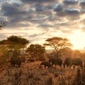 La gran migración. Kenia y Tanzania